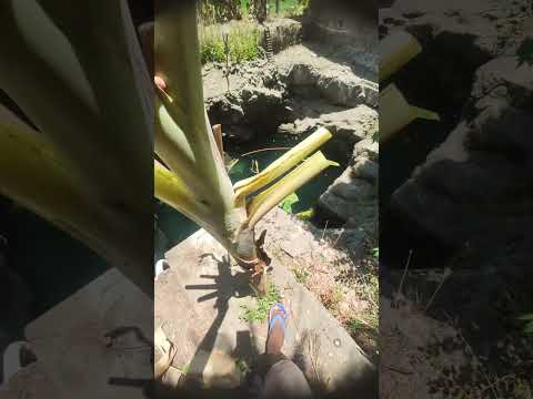 கிணற்று மீன்களுக்கு உணவு #fish #food #feeding #leaf #banana #village #aquarium