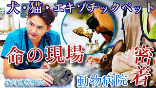 犬猫以外にも様々な動物たちの命を守る動物病院の診療に密着