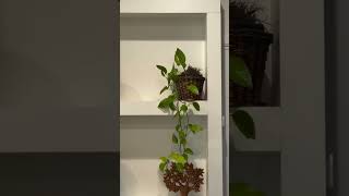 o passarinho começou a fazer ninho no vaso da sala