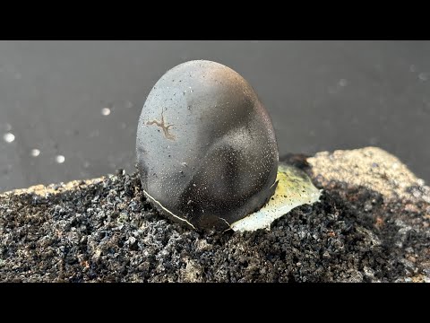 Science experiment - experiment - Science project - chemical fire