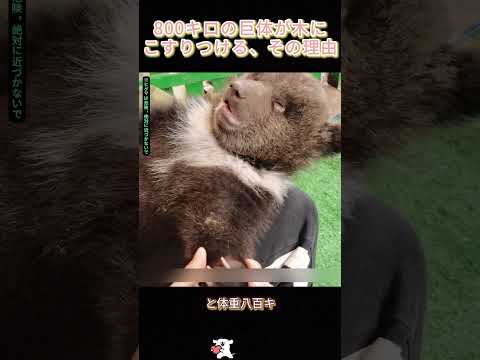 800キロの巨体が木にこすりつける、その理由#ヒグマ #ヒグマの赤ちゃん #巨大哺乳類 #野生動物 #可愛いけど危険 #成長速度 #かゆいダンス #ペットとして