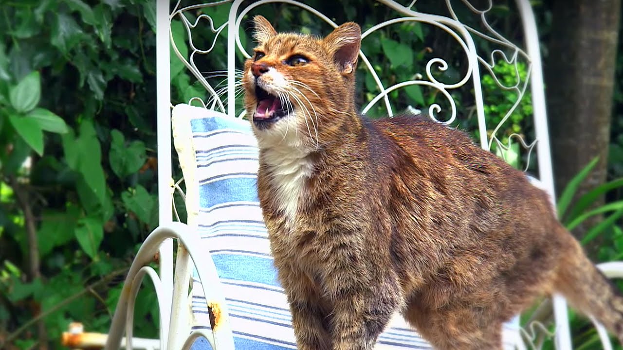 Why Do Cats Miaow? Cats Uncovered BBC