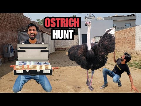 Humain Ostrich Mil Gaya Lekin 😩