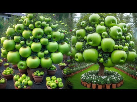 Maximizing Green Apple Yields with New Planting Methods