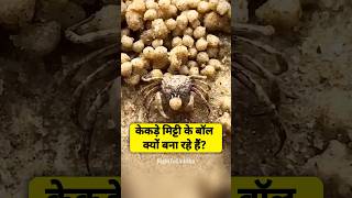 केकड़े मिट्टी के बॉल क्यों बना रहे हैं? By Right To Shiksha
