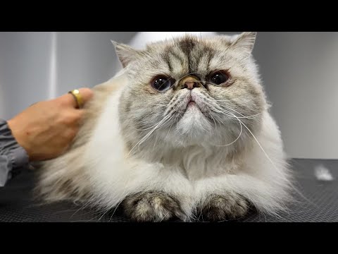 Grumpy Cat Gets a Bath...And You Won't Believe Her Reaction 🤨