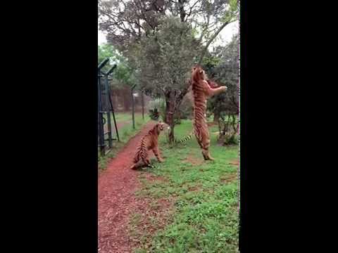 Tiger jumps to catch meat, filmed in slow-motion #animals #tigers #slowmotion #rescue