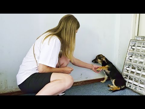Poor Terrified Puppy Kept Facing the Wall Until I Called Him a Good Boy