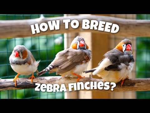 How to Breed Zebra Finches: Step by Step Guide for Success!