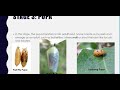 Invertebrate Life Cycles and Characteristics
