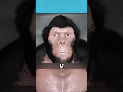 Una vez, un médico realizó una cirugía de trasplante de cabeza a un orangután.#shorts