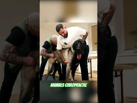 Animals Chiropractic 💚💚#asmr #dogshorts #türkiye #foryou #liebe #chiropractic #animals #love #dog