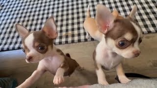 Meet the Sweetest Chihuahua Puppy Trio