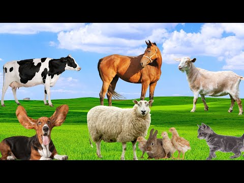 Familiar Animals - Horses, Goats, Cows, Chickens, Dogs, Cats - Animal Moments