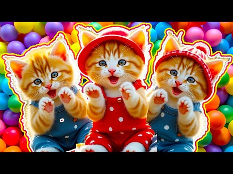 Kucing Kucing Lucu, Lagu Itu Kucing Meong Meong - Lagu Anak Populer