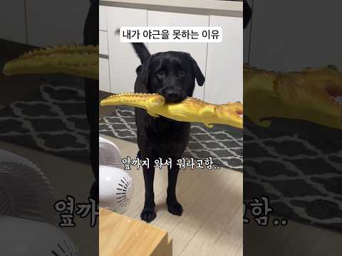 부장님 죄송합니다.. #강아지 #강아지브이로그 #래브라도리트리버