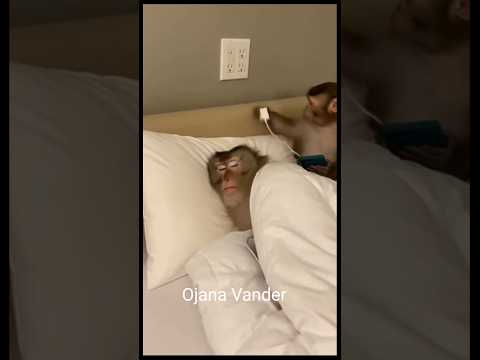 ধুর সালা ঘুমোতেও দেয় না 😂#funny #comedy