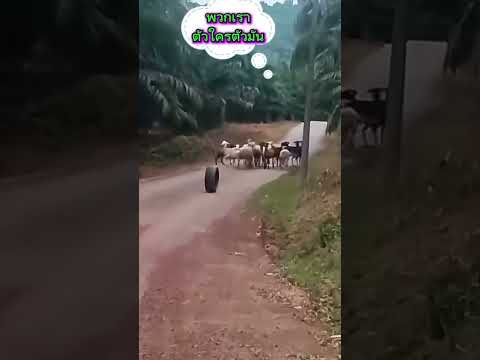กลิ่งไปแล้วรอรับได้เลย#โตใครโตมันเด้อเพื่อน🤣🤣