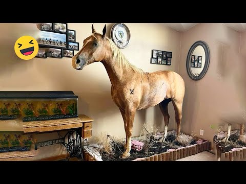 Best funniest horses of the week - Funny And Cute horses Video Compilation 2024 🐴#18