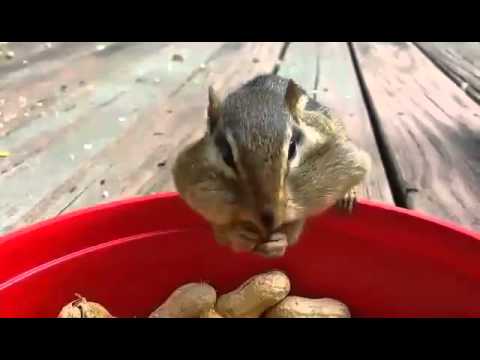 [驚喜]松鼠的口中竟然能塞那麼多的花生!! - YouTube(1分13秒)