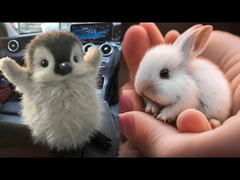 AWW Animals SOO Cute! Cute baby animals Videos Compilation cute moment of the animals #20