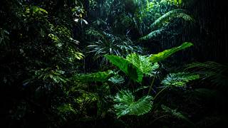 Relaxing Rain Sounds in the Forest | White Noise ASMR for Deep Sleep and a Tired Mind
