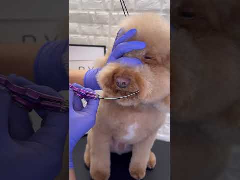 Drawing a smile ? #doggroomingtips #poodle #dogs #petshop