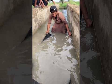 #fishing #shortvideo 🐬🐬