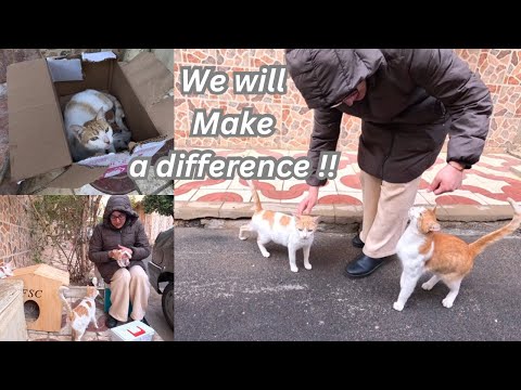 This lady will receive the warmest welcome from cats for caring for their kittens.