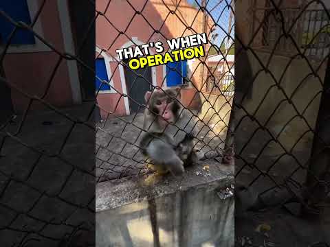 This Monkey Wasn’t Letting Go Without a Fight 😜@shorts
