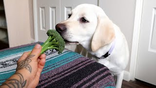 I Tried Feeding My Labrador Broccoli… This Was Her Reaction