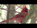 Bird Identification and Behavior