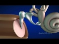 Understanding the Human Ear