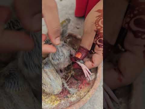 Putting ring tag on baby pigeon 🕊️ #pigeon #babypigeon #kalapatids