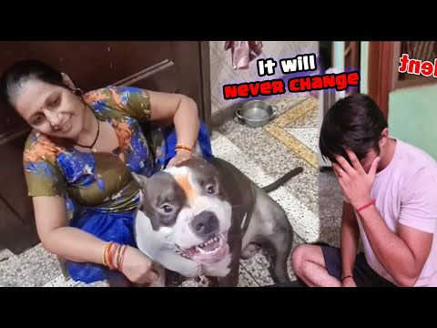 Mafia Ne naak Mein Dam kar rakha hai 😡 | Mafia The Pitbull