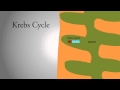 Krebs Cycle and Cellular Respiration