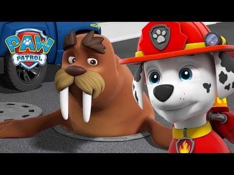 Os Cães ajudam a reunir Wally, a Morsa, com o Capitão Turbot! - Patrulha Pata PAW Patrol Português