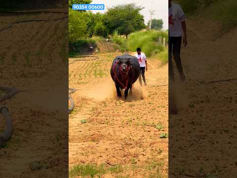 🐳 Sapna Chaudhary - Teri Lat Lag Jagi | Rikky, Ruchika Jangid | New Haryanvi Songs Haryanavi 2024