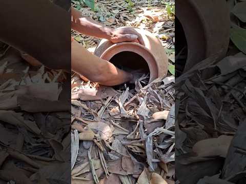 animals that nest in jugs #shortvideo