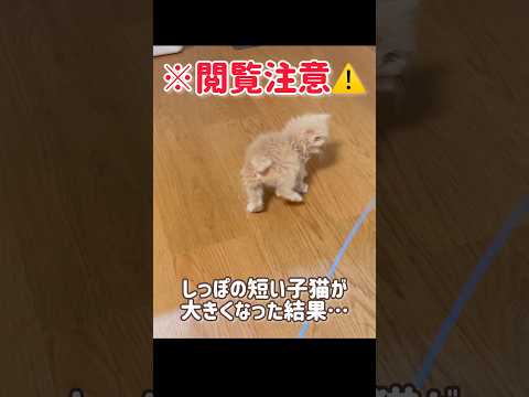 【閲覧注意⚠️】しっぽが短い子猫の2年後の姿が…