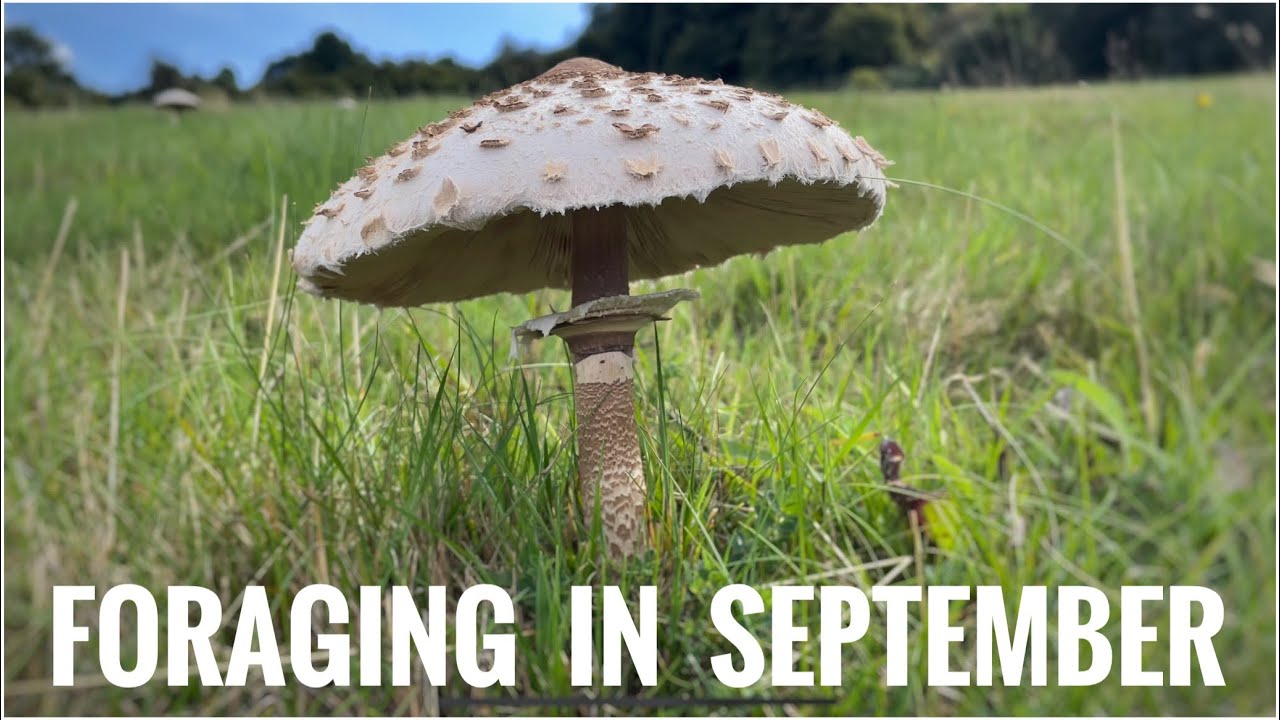 Foraging in September - UK Wildcrafts Foraging Calendar (Part 2 of 2)