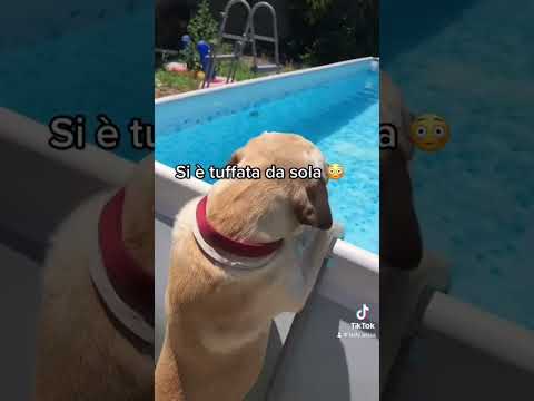 😍😍😍 #dog #labrador #smartdog