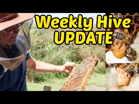 Beekeeping: How To Determine If Your Hive Is Going To Swarm