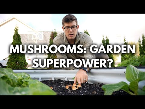 Mushrooms Are GOOD For Your Garden - How to Encourage More!