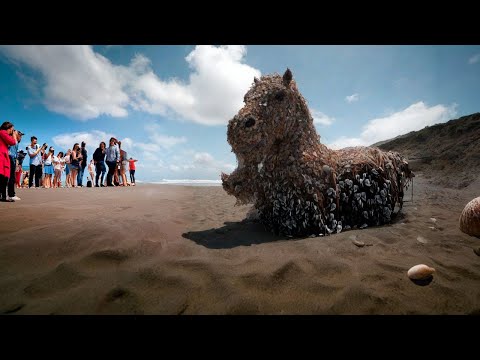Новозеландцы в ужасе! На пляже обнаружено гигантское существо, покрытое панцирями из ракушек.