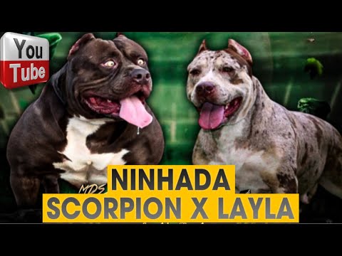 🎨 FILHOTES SCORPION X LAYLA