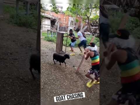 Goat chasing #dog #funnyanimals #cutemouse #funnypets #animal @mouse11121