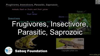 Frugivores, Insectivore, Parasitic, Saprozoic