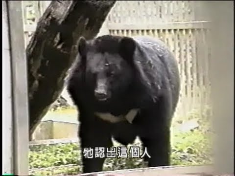 我們的島 第24集 發現台灣黑熊(上) (1999-04-26) - YouTube(54分43秒)