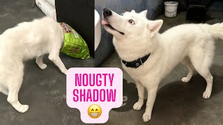 Aaj shadow ne aatank macha diya.